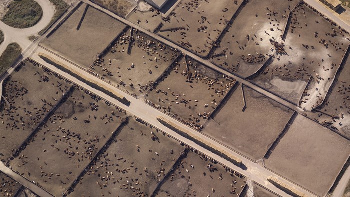 Aerial-View-of-Cattle-Feedlot