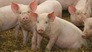 pigs