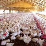 broilers2