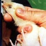 cruelty