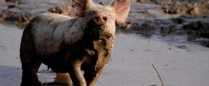 piglet-in-mud