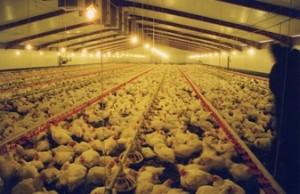 Broiler-chickens-in-shed