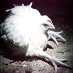 Broilers-2