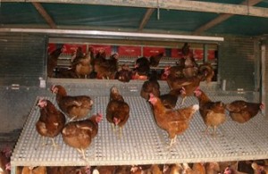 Free-range-hens-inside-chicken-shed