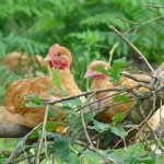 Free-range-laying-hen-perching-in-tree