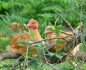 Free-range-laying-hen-perching-in-tree