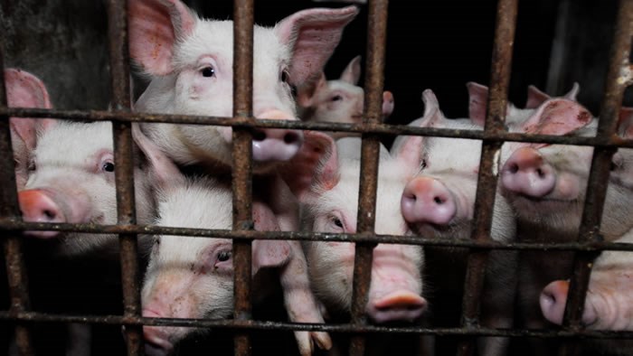 factory_farming_animal_cruelty