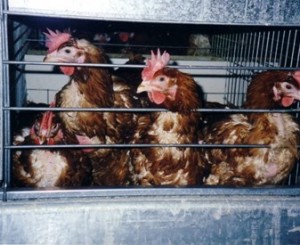 feather-pecking
