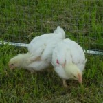 free_chicks