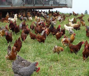 organicfreerangechicken