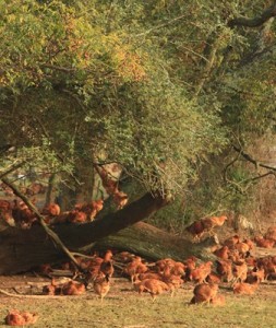 pastured-poultry